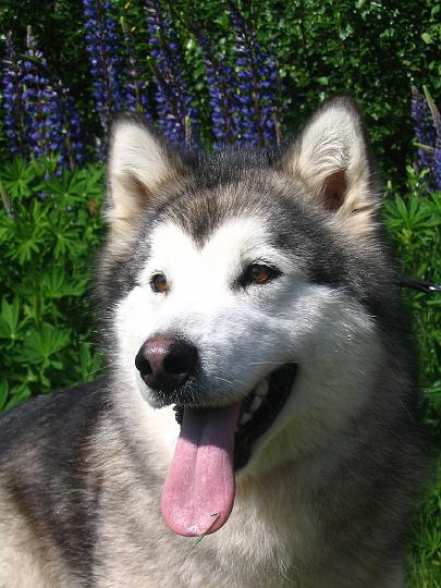 Awa heinAk-08_009.jpg